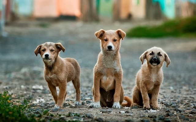 Preview of PetCare Solutions